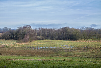 Buy stock photo Open field with forest in the background during late winter in Denmark and a cloudy sky with copy space. Landscape view of a lush green farmland or agricultural land with barren trees