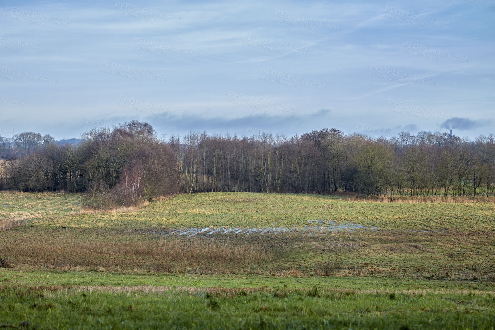 Buy stock photo Open field with forest in the background during late winter in Denmark and a cloudy sky with copy space. Landscape view of a lush green farmland or agricultural land with barren trees