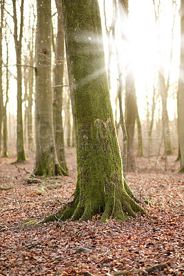 Buy stock photo Tree trunk covered with moss in a colorful forest outdoors in nature. Landscape of algae covered stems in a quiet, peaceful natural woodland with brown dried leaves on the ground on a sunny fall day