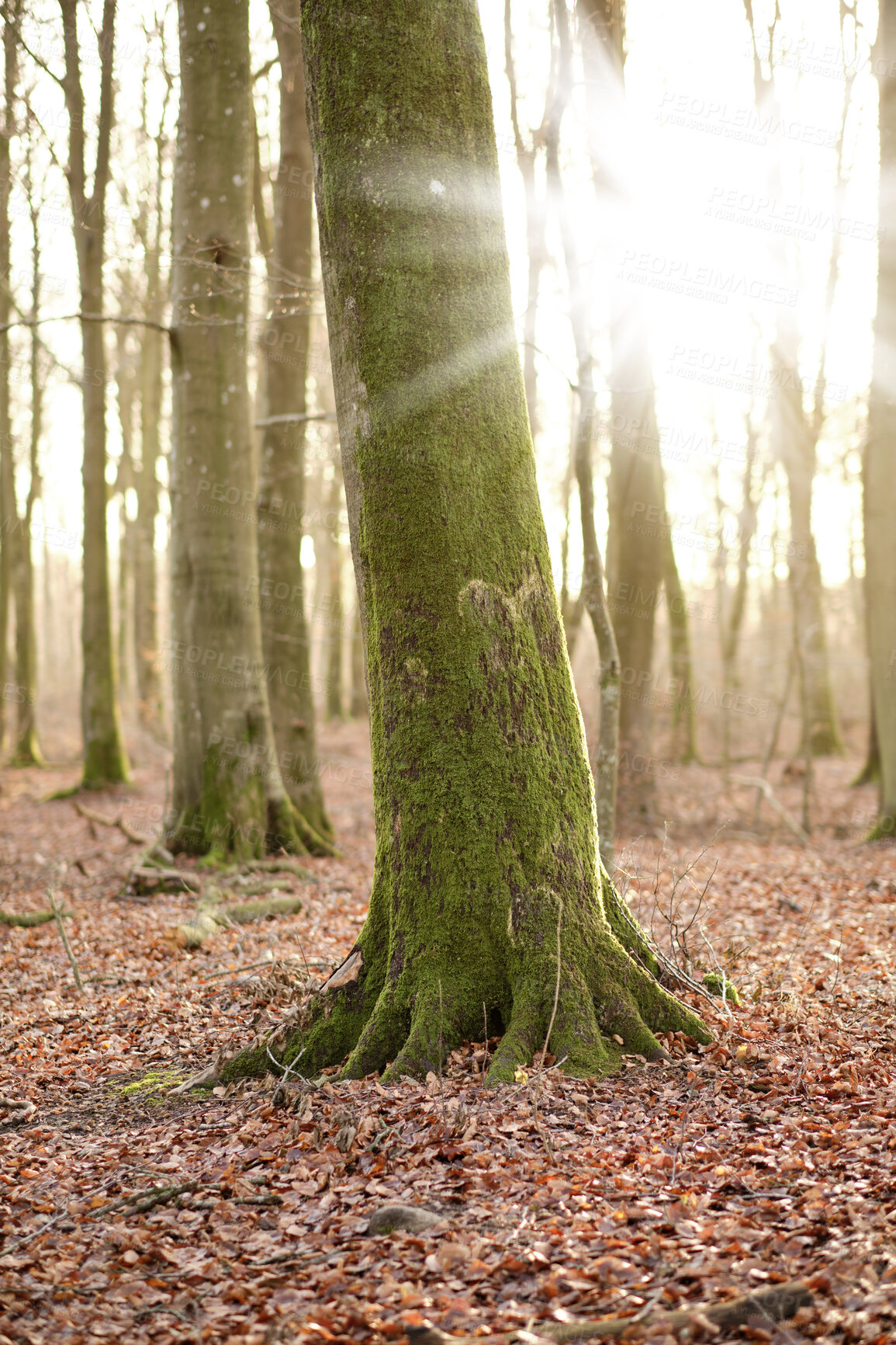 Buy stock photo Tree trunk covered with moss in a colorful forest outdoors in nature. Landscape of algae covered stems in a quiet, peaceful natural woodland with brown dried leaves on the ground on a sunny fall day