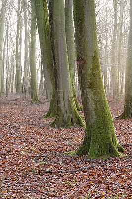 Buy stock photo Forest trees in autumn with dry leaves on the ground. Low angle landscape of tree trunks in a woodland during the fall season. Old tree bark covered in moss or lichen in nature environment