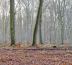 Late winter forest