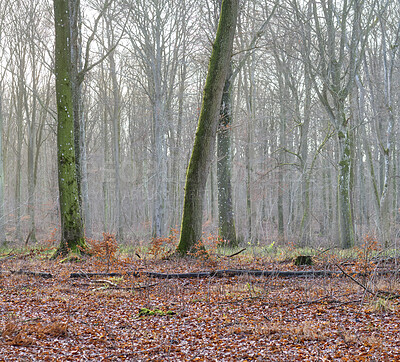 Buy stock photo Landscape view of fog or mist in beech tree forest during early morning in remote nature conservation woods or countryside meadow. Smoke from wildfire or bush fires rolling over environmental reserve