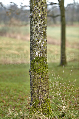 Buy stock photo Moss and algae growing on a white ash tree trunk in a park or forest outdoors. Scenic and lush natural landscape with wooden texture of old bark on a sunny day in a remote and peaceful meadow