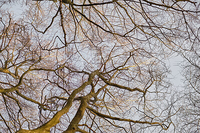 Buy stock photo Landscape of trees in winter against a grey sky outside from below. Nature background of bare branches and leafless plants showing weblike pattern and canopy from below for wallpaper