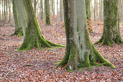 Buy stock photo Tall beech tree trunks with moss and algae growing in a forest outdoors. Scenic natural landscape with wooden texture of long old bark in a remote and peaceful meadow with autumn leaves on the ground