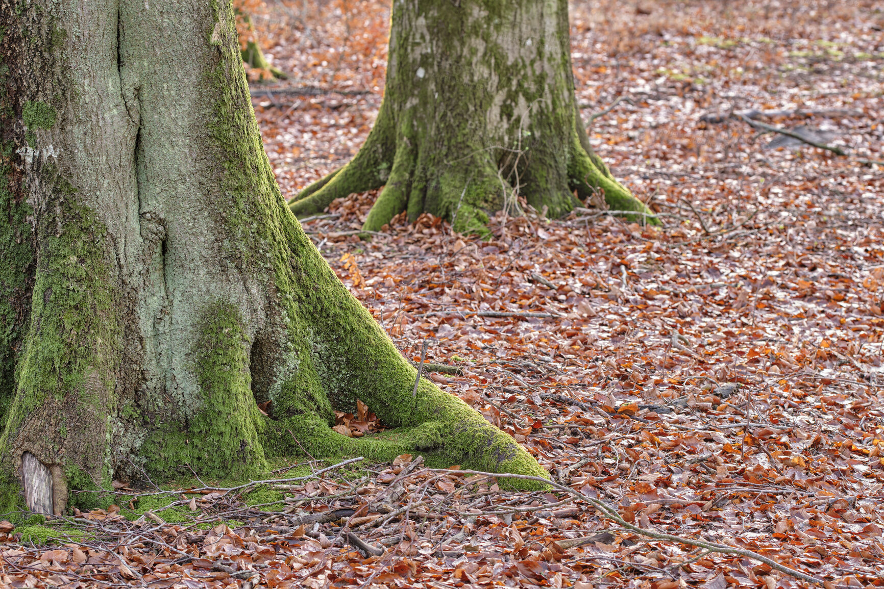 Buy stock photo Green old trees in nature on an autumn day outside. Beautiful natural landscape view of colorful leaves, brown branches, and grass in the forest. Red and orange fall colors in the isolated outdoors.