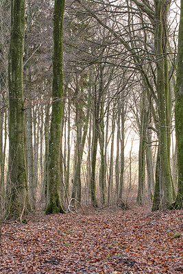 Buy stock photo Trees, leaves and plants in a forest, woods or woodland during autumn. Empty, dark and secluded natural environment, land or park in nature during winter or fall. Landscape view of the countryside