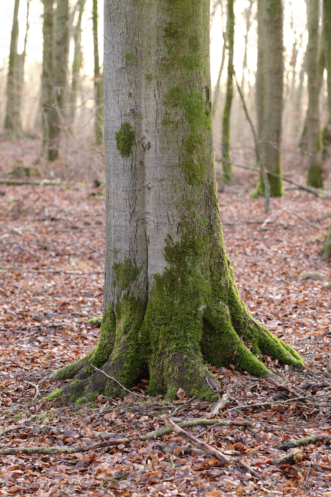 Buy stock photo Tree trunk in autumn covered with moss on a misty cold day. Quiet fall landscape of woodland with brown dead leaves on the ground. Environment and vegetation going through natural seasonal change