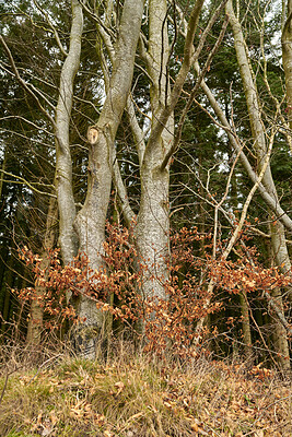 Buy stock photo European beech plant in an autumn forest or the woods. Low angle nature landscape of red orange leaves on wild plants growing near lots of tree trunks. Eco friendly environment with leafless trees