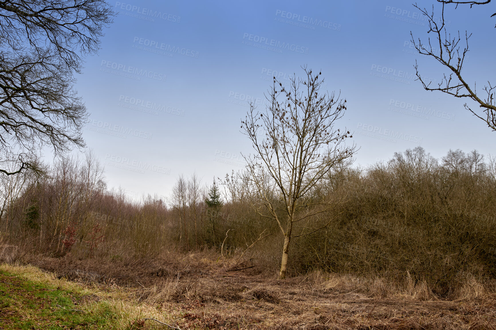 Buy stock photo Overgrown mysterious woodland with lush greenery of wild grass field and trees in peaceful nature scene. A magical forest wilderness with copy space. Magical quiet landscape to explore on adventure