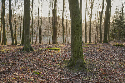 Buy stock photo Moss covering beech trees in remote forest, environmental conservation and nature reserve. Woods with damp algae and fungal growth in serene, tranquil and calm countryside or m quiet field in Sweden