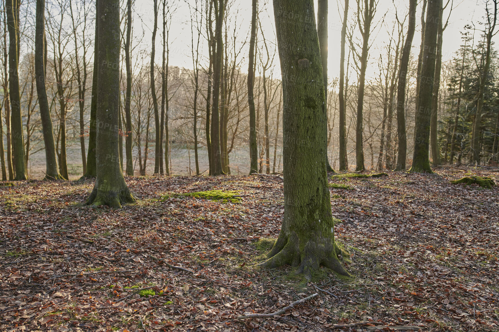 Buy stock photo Moss covering beech trees in remote forest, environmental conservation and nature reserve. Woods with damp algae and fungal growth in serene, tranquil and calm countryside or m quiet field in Sweden