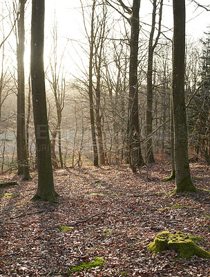 Buy stock photo Tree trunks with moss outdoors in the forest or woodlands during autumn. The landscape of nature with dry leafless trees and fallen brown leaves on the ground. Empty land with arid plants and flora