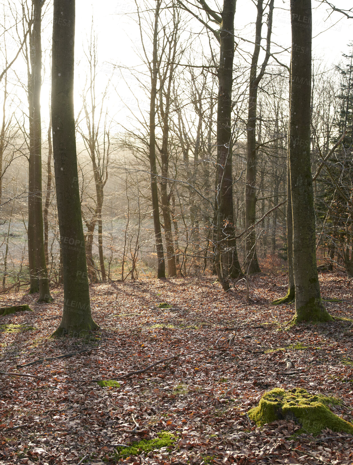 Buy stock photo Tree trunks with moss outdoors in the forest or woodlands during autumn. The landscape of nature with dry leafless trees and fallen brown leaves on the ground. Empty land with arid plants and flora