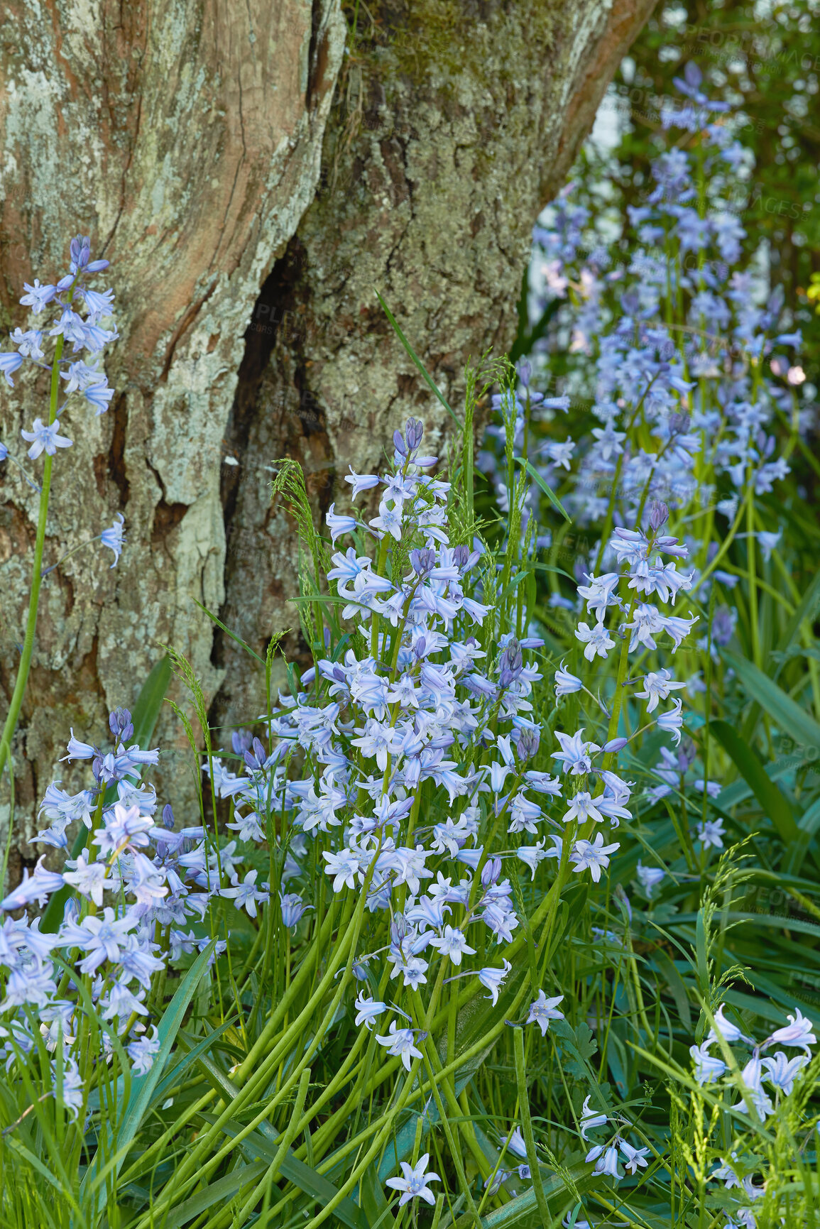 Buy stock photo A series of beautiful garden photos