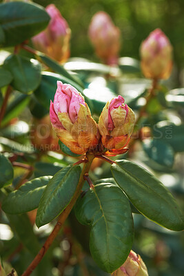 Buy stock photo Closeup of Azaleas blooming in a backyard garden in summer. Zoom of Rhododendron flowering plants blooming and budding in a nature park during spring. Leafy wildflowers growing in a park or field