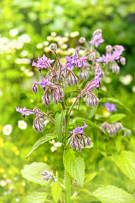 Buy stock photo A series of beautiful garden photos