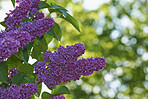 Garden flowers in summertime