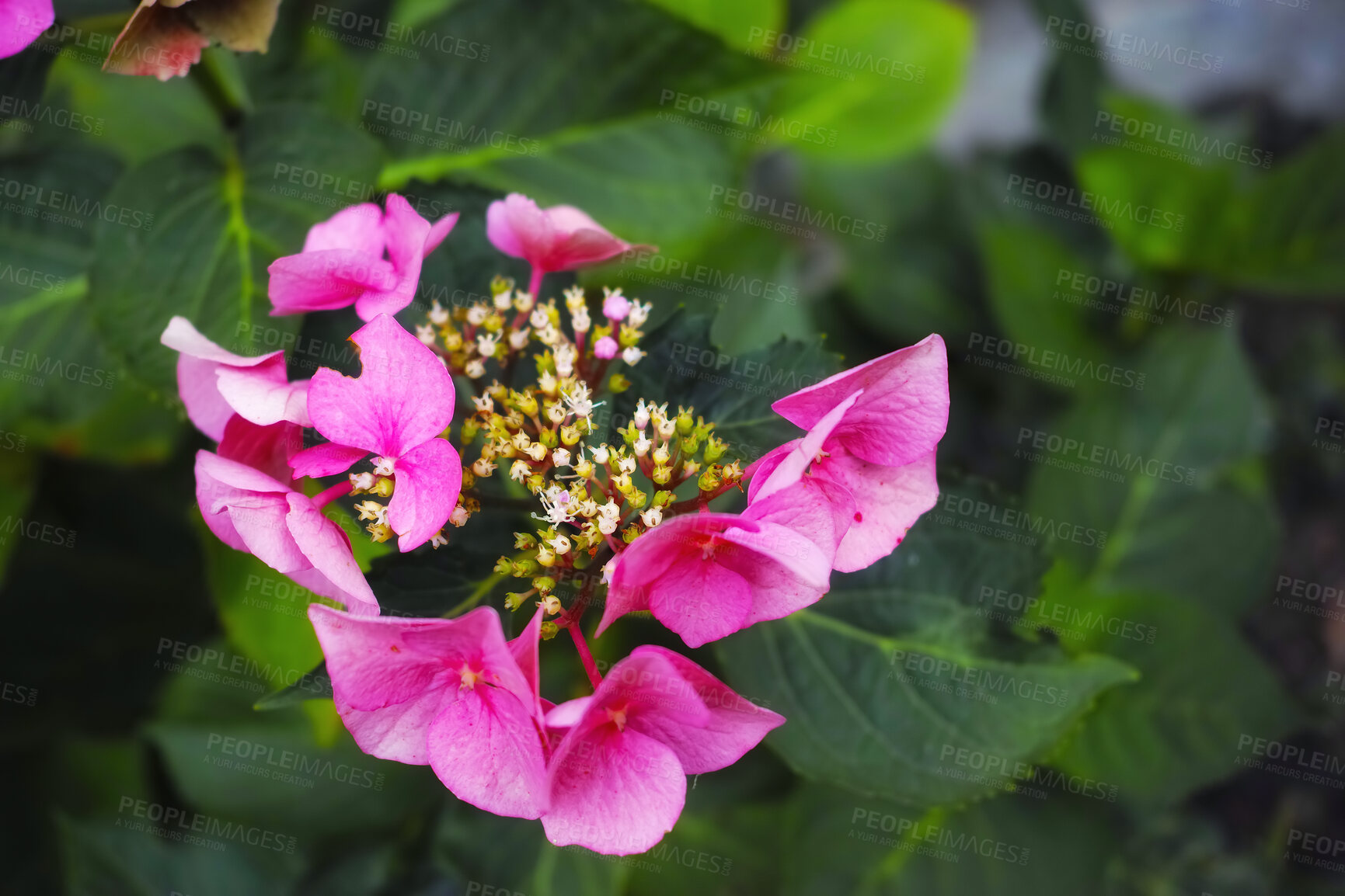 Buy stock photo A series of beautiful garden photos