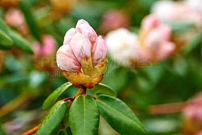 Buy stock photo Rhododendron is a genus of 1,024 species of woody plants in the heath family, either evergreen or deciduous, and found mainly in Asia, although it is also widespread throughout the Southern Highlands of the Appalachian Mountains of North America.