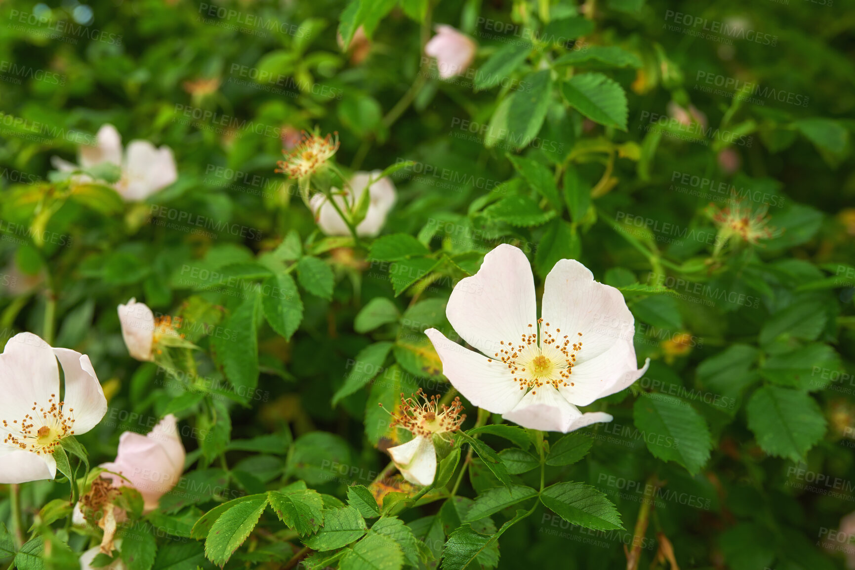 Buy stock photo A series of beautiful garden photos