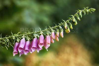 Buy stock photo Colorful foxgloves - digitalis purpurea 