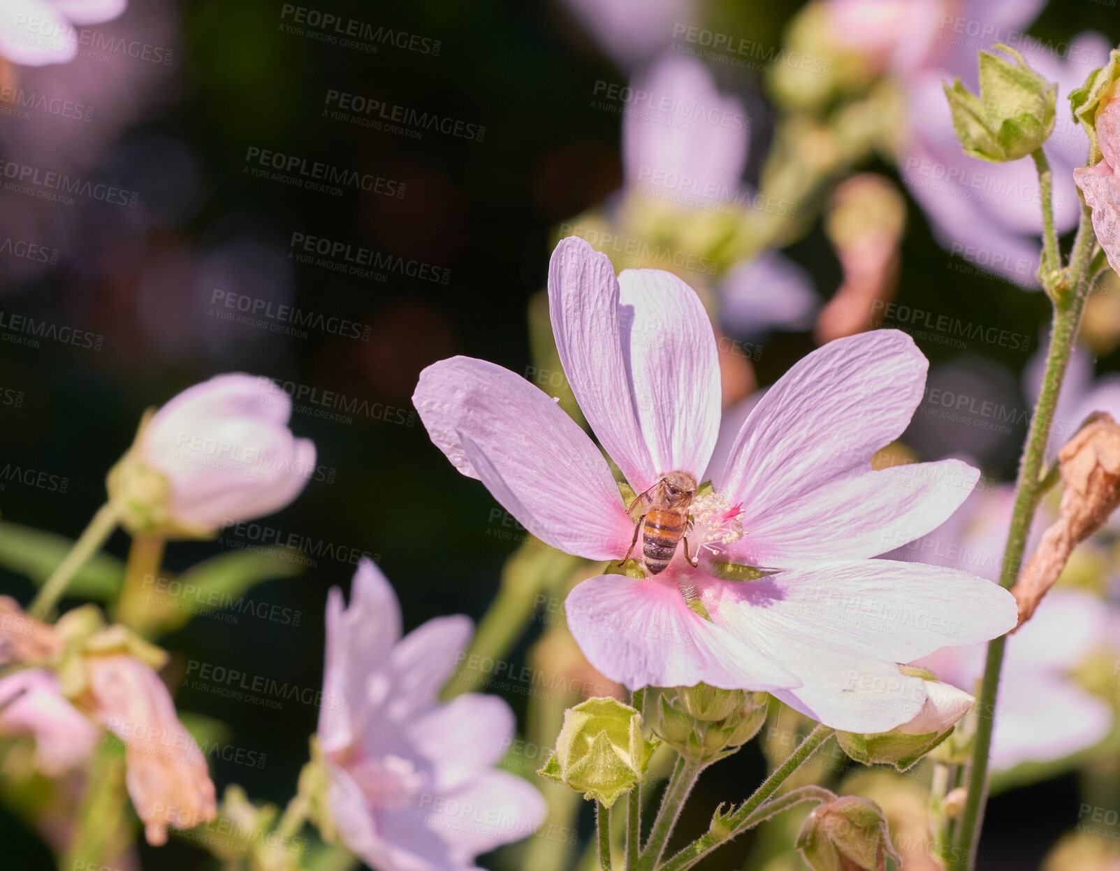 Buy stock photo Closeup of a honey bee sitting on pink musk mallow flower in a private and secluded home garden. Textured detail of a blossoming malva moschata with bokeh copy space background and insect pollination