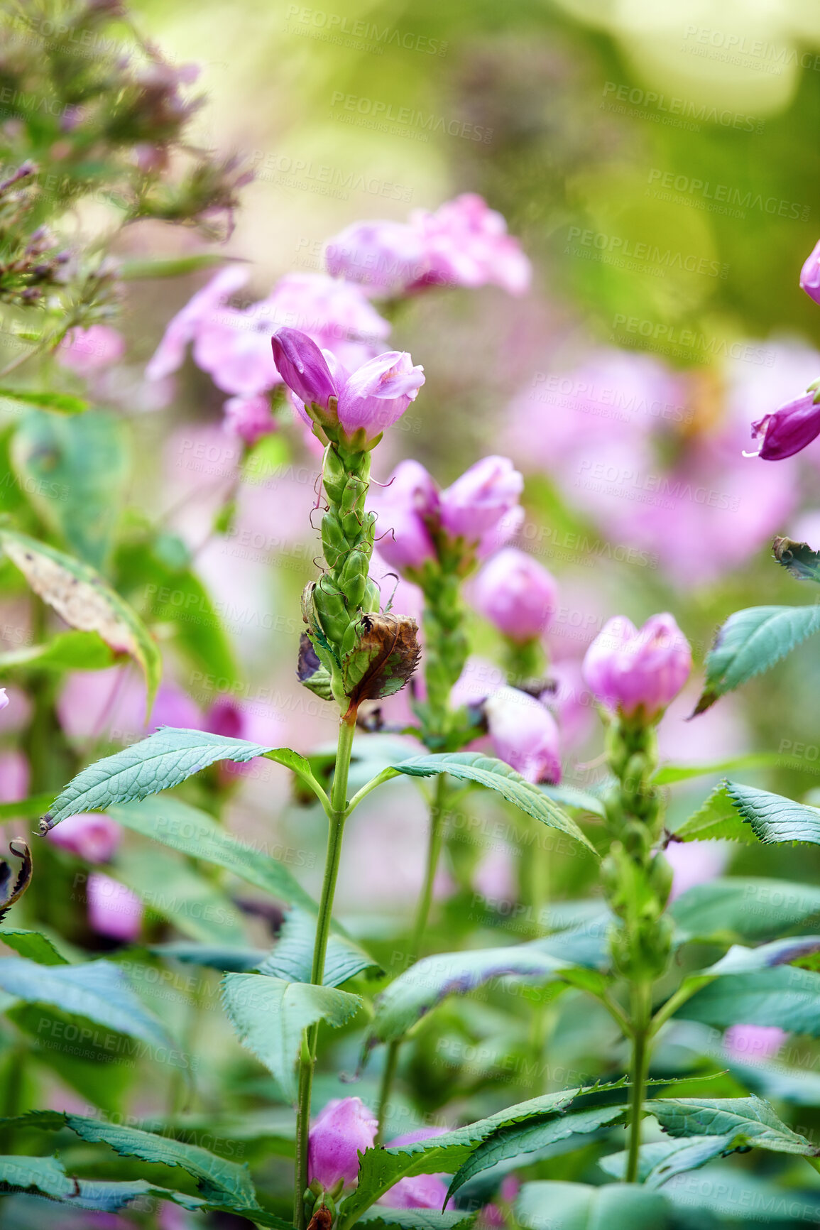 Buy stock photo A series of beautiful garden photos