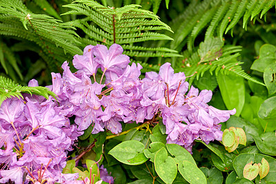 Buy stock photo Rhododendron is a genus of 1,024 species of woody plants in the heath family, either evergreen or deciduous, and found mainly in Asia, although it is also widespread throughout the Southern Highlands of the Appalachian Mountains of North America.