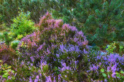 Buy stock photo Closeup of lavandula or lavender from the lamiaceae species with vibrant petals in nature. Aromatic plants with herbal and medicinal uses. Colorful purple flowers growing in a garden. 