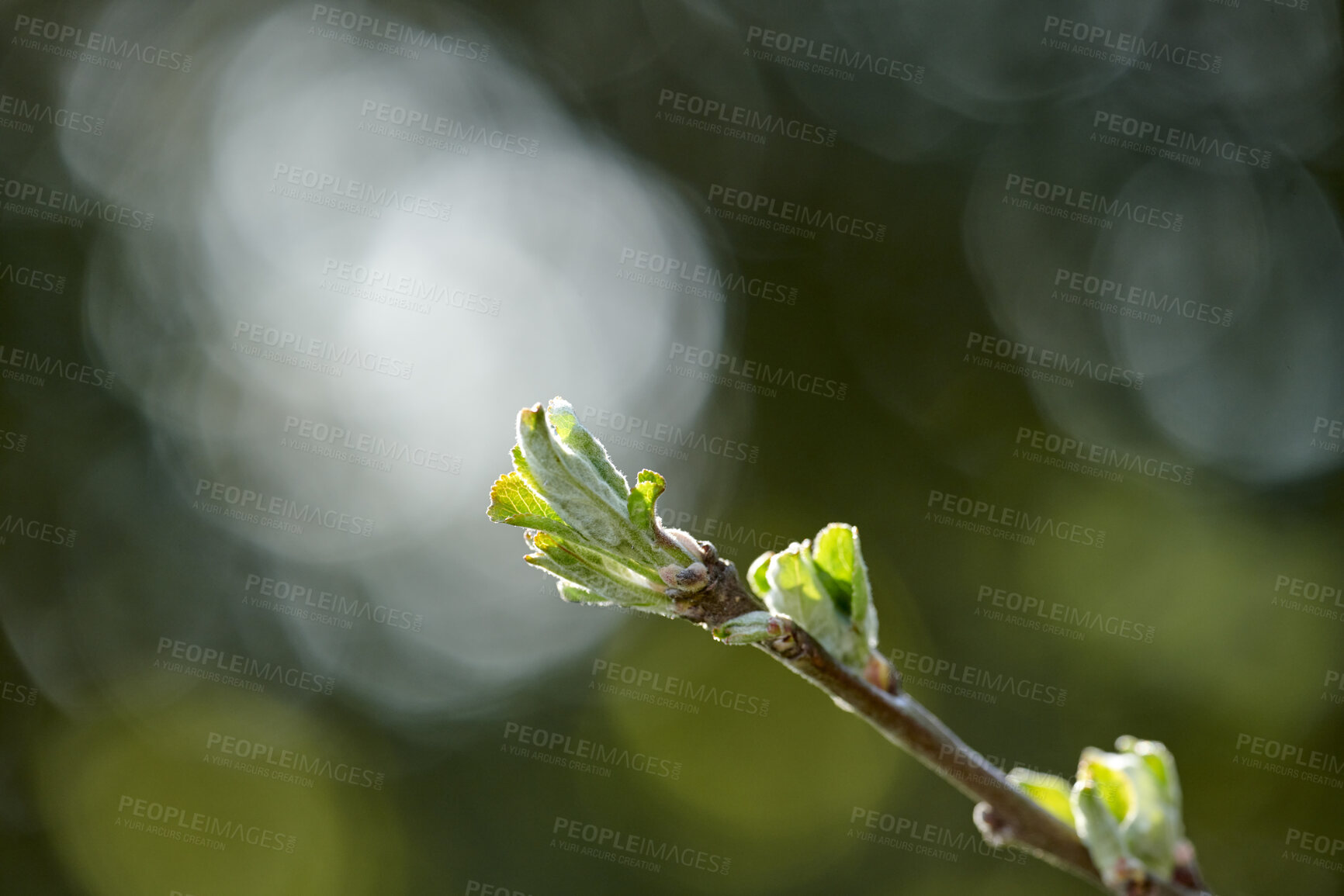 Buy stock photo Beautiful, fresh and colorful leaves on a tree branch in a park or garden in nature in spring. Closeup of a natural plant with young green sprouts on a twig on a sunny day with bokeh background