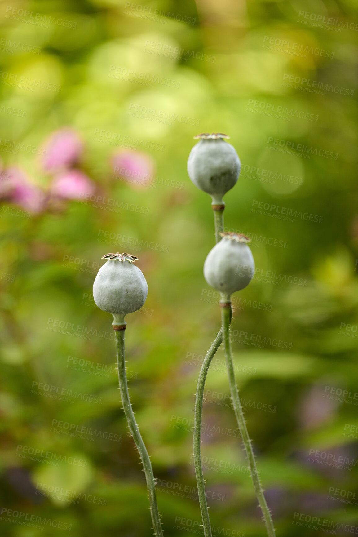 Buy stock photo Nature, plant and poppy seed in garden for growth, botany or mockup space for sustainability. Flower, ecology and outdoor with natural wildflower for blossom, environment or spring by countryside.