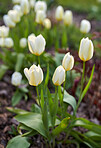 White tulips in my garden