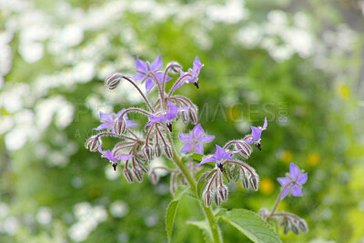 Buy stock photo A series of beautiful garden photos