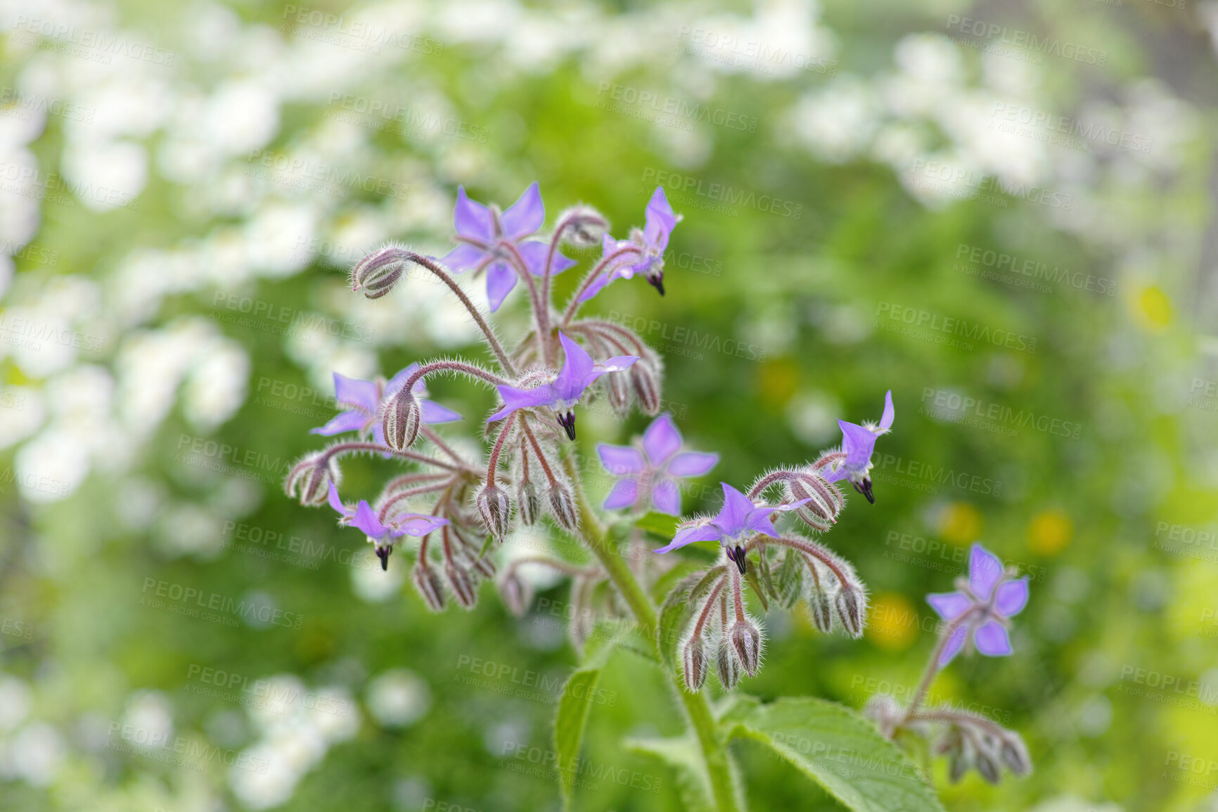 Buy stock photo A series of beautiful garden photos