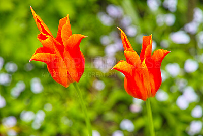 Buy stock photo A series of beautiful garden photos