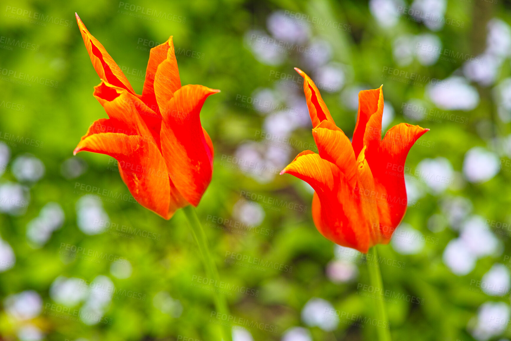 Buy stock photo A series of beautiful garden photos