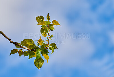 Buy stock photo Closeup of vibrant green leaves against a blue sky copy space background on a sunny day . Serene, beautiful nature environment in summer. Peaceful landscape with green foliage on tree branch