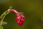 Beautiful flowers in my garden