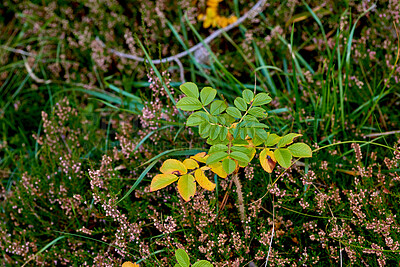 Buy stock photo A series of beautiful garden photos