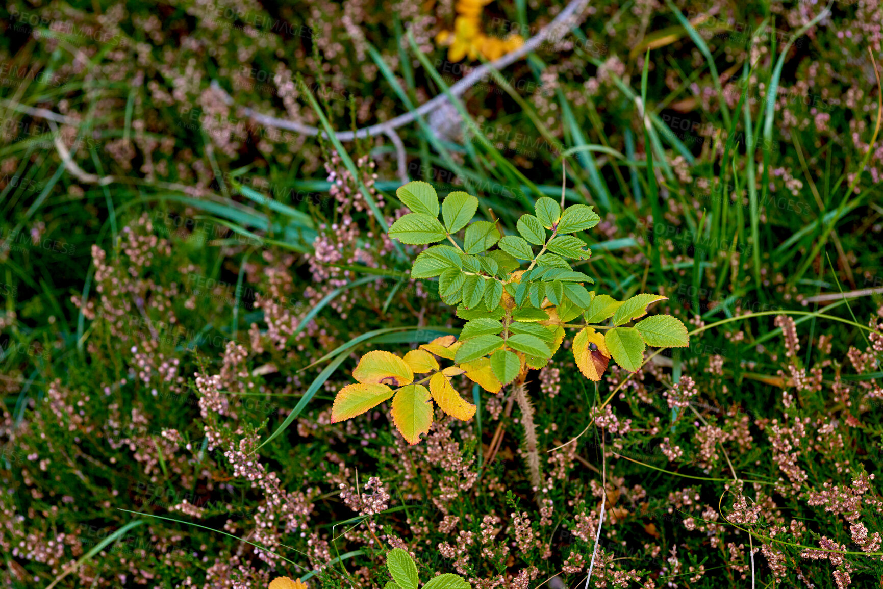 Buy stock photo A series of beautiful garden photos