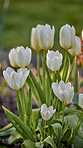 a photo of beautiful white tulips in the garden in early springtime