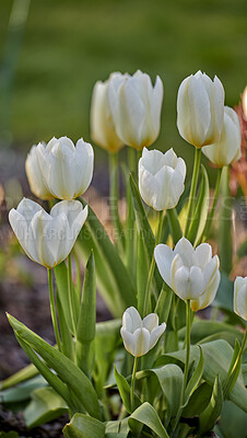 Buy stock photo Closeup of white tulips growing, blossoming and flowering in a lush green meadow or cultivated home garden. Bunch of decorative plants blooming in a landscaped backyard through horticulture in spring