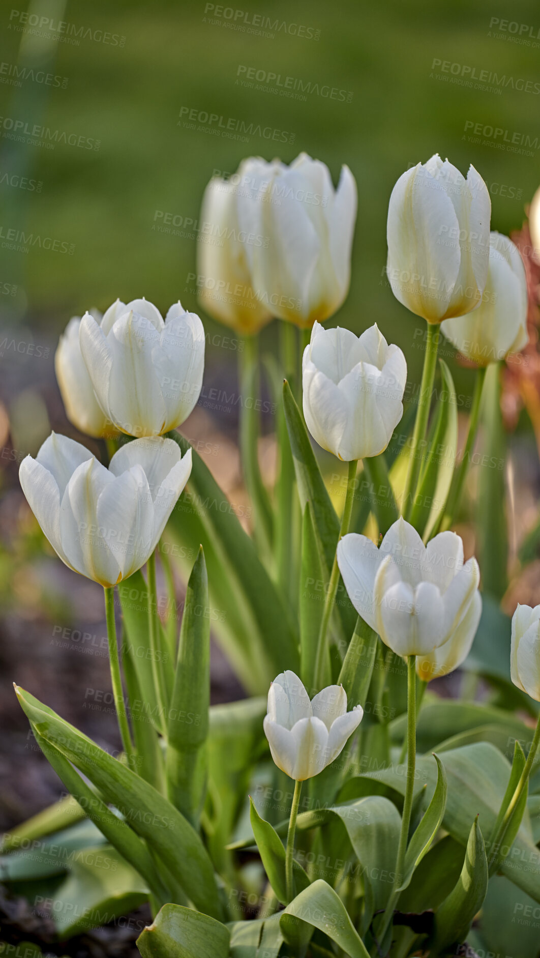 Buy stock photo Closeup of white tulips growing, blossoming and flowering in a lush green meadow or cultivated home garden. Bunch of decorative plants blooming in a landscaped backyard through horticulture in spring