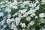 A close-up photo of Marguerite - daisies