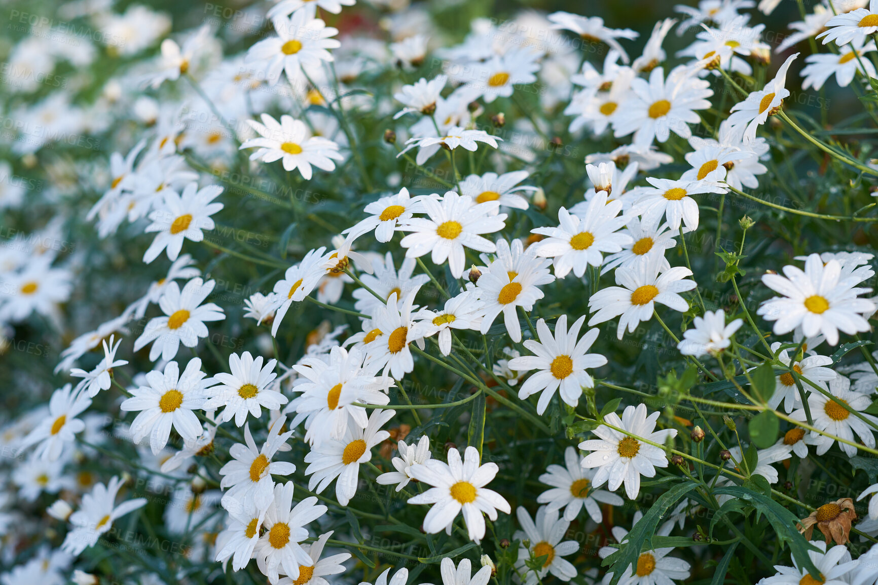 Buy stock photo White Margguerite daisy growing in a lush green cultivated garden for medicinal horticulture. Nature landscape of beautiful and colorful Argyranthemum frutescens flowers blooming outside in spring 