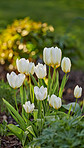 White tulips in my garden