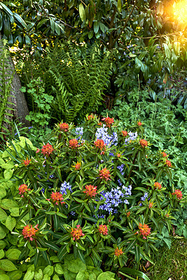 Buy stock photo Bright and colorful flowers, plants growing in a garden on a sunny spring day outside. Vibrant orange fireglow griffiths spurge and purple spanish bluebell flowers blooming in nature with flare