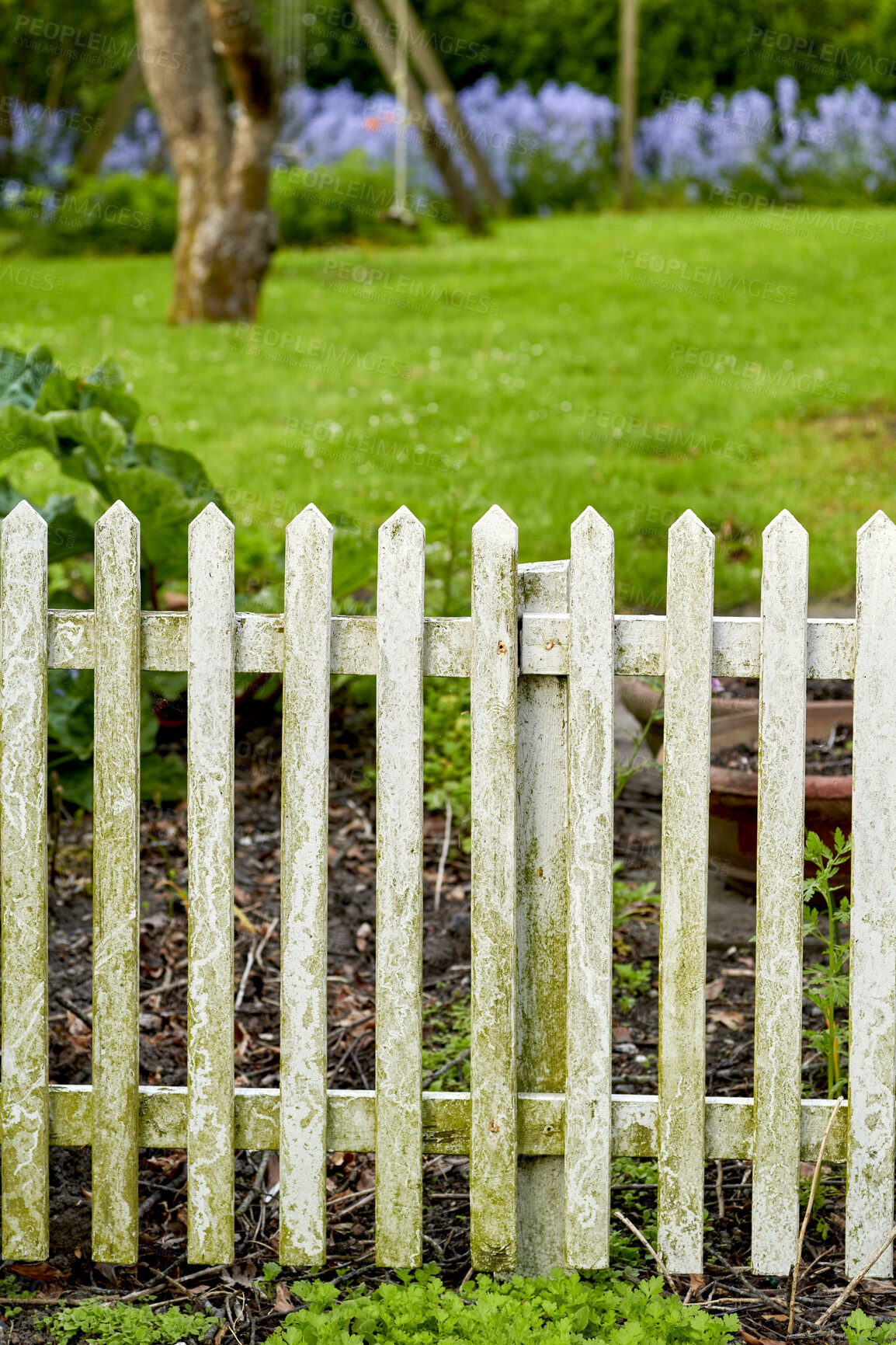 Buy stock photo White picket fence and green grass in a home garden or park. Closeup of wooden gate post covered in moss in a lush arboretum with a lawn and plants. Enclosure used for privacy and outdoor landscaping